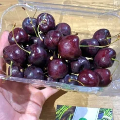Imported Cherry – Cherry